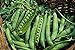 Green Arrow Pea Seeds - 50 Count Seed Pack - Non-GMO - A shelling Pea Variety That is Very Easy to Grow and thrives in Cold Weather. Excellent for Canning or Freezing. - Country Creek LLC new 2023