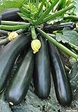 Photo Seeds Zucchini Squash Black Beauty Vegetable for Planting Heirloom Non GMO, best price $7.99, bestseller 2024
