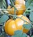75+ Yellow Brandywine Tomato Seeds- Heirloom Variety- by Ohio Heirloom Seeds new 2024
