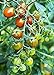 Moby Grape Tomato Seed new 2024