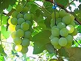 Photo MOCCUROD 50pcs/Bag Green Grape Seeds Fruit Vine Vitis Vinifera Seeds, best price $7.99 ($0.16 / Count), bestseller 2024