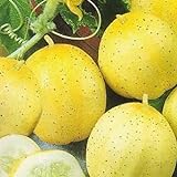 Foto Pepino - Limón - 20 semillas [fácil de cultivar], mejor precio 3,16 €, éxito de ventas 2024