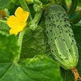 Photo Bush Pickle Cucumber Garden Seeds - 3 g Packet ~100 Seeds - Non-GMO, Heirloom, Pickling, Vegetable Gardening Seed, best price $2.99, bestseller 2024