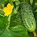 Bush Pickle Cucumber Garden Seeds - 3 g Packet ~100 Seeds - Non-GMO, Heirloom, Pickling, Vegetable Gardening Seed new 2024