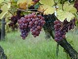Foto 5 Samen von Vitis vinifera Gewurtztraminer WEIN Traubenkernen, bester Preis 14,99 €, Bestseller 2024