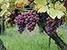5 Samen von Vitis vinifera Gewurtztraminer WEIN Traubenkernen neu 2024
