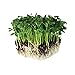 Speckled Pea Sprouting Seeds - 5 Lbs - Certified Organic, Non-GMO Green Pea Sprout Seeds - Sprouts & Microgreens new 2024