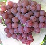 Foto 50 Stück Traubenkerne chinesische billig Obst Traubenkernen sehr süß leicht Fruchtsamen für zu Hause Garten Pflanzen wachsen, bester Preis 14,99 €, Bestseller 2024