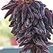 yanbirdfx Blumen Samen für Garten und Balkon-50 Stück Seltene Finger Traubenkerne Fortgeschrittene Früchte Natürliches Wachstum Köstlicher Balkon neu 2024