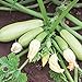 Bianca di Trieste Zucchini Samen für ca. 10 Pflanzen - helle Früchte, ertragreich neu 2024