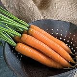 Photo David's Garden Seeds Carrot Yaya 9921 (Orange) 200 Non-GMO, Hybrid Seeds, best price $3.95, bestseller 2024