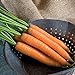 David's Garden Seeds Carrot Yaya 9921 (Orange) 200 Non-GMO, Hybrid Seeds new 2024