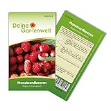 Foto Monatserdbeeren Rügen Samen - Fragaria vesca - Erdbeersamen - Obstsamen - Saatgut für 70 Pflanzen, bester Preis 1,99 € (0,03 € / stück), Bestseller 2024