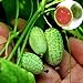 Mini semillas de sandía, 10 piezas / bolsa Mini semillas de sandía Fácil de plantar Frutas deliciosas Cultivos de jardín Mini semillas de sandía para jardín nuevo 2024