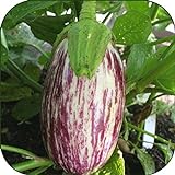 Photo 100 - Graines:. Listada de Gandia Aubergine Seeds - Striping Violet sur Le Blanc y !!, meilleur prix 6,99 €, best-seller 2024