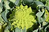 Photo Graines Chou brocolis Romanesco - sachet de 400 graines - Brassica/oleracaea/Brassicaceae - Graines de style, meilleur prix 3,49 € (498,57 € / unité), best-seller 2024
