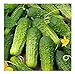 David's Garden Seeds Cucumber Pickling Boston 3399 (Green) 50 Non-GMO, Heirloom Seeds new 2024
