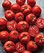 Burpee Big Boy' Hybrid Large Slicing Red Tomato Rich Flavor, 50 seeds new 2023