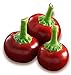 Hot Chili Pfeffer Cherry Rot - Pepper - 20 Samen neu 2024