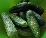 Photo 100+ Cucumber Seeds- Boston Pickling Heirloom, best price $3.99, bestseller 2024