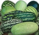 Photo CEMEHA SEEDS - Watermelon Alibaba Giant Mix Non GMO Fruits for Planting, best price $6.95 ($0.23 / Count), bestseller 2024