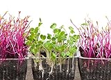 Foto Semillas de germinación - rábano negro - 850 semillas, mejor precio 18,00 €, éxito de ventas 2024