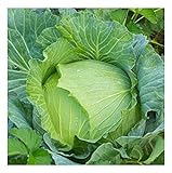 Photo David's Garden Seeds Cabbage Early Jersey Wakefield 6632 (Green) 50 Non-GMO, Heirloom Seeds, best price $4.45, bestseller 2024