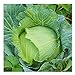 David's Garden Seeds Cabbage Early Jersey Wakefield 6632 (Green) 50 Non-GMO, Heirloom Seeds new 2024