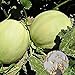 Semilla de fruta fresca con 500pcs Semillas de melón dulce Fácil cultivar deliciosa fruta jugosa Planta de jardín para plantar jardín Patio Home Paisajismo nuevo 2024