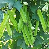 Photo MOCCUROD 15pcs Winged Pea Seeds Four Angled Bean Dragon Bean Seeds, best price $7.99 ($0.53 / Count), bestseller 2024