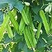 MOCCUROD 15pcs Winged Pea Seeds Four Angled Bean Dragon Bean Seeds new 2024