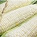 Silver Queen Corn- 50+ Seeds- Ohio Heirloom Seeds new 2024
