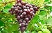 1 Ruby Red Seedless Live Grape Plant - 1-2 Year Old - Pruned & Ready for Planting new 2024
