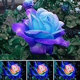 Photo 50 Pcs/Sac Graines De Rose Viable Naturel Mini Graines De Rose Bleu Ornementales Pour Jardin Graines De Plantes De Jardin Graines de rose bleu rose, meilleur prix 2,37 € (0,05 € / unité), best-seller 2024