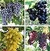 Natural Fruit Seeds Multi-Varieties Grape Seedsfruit Seeds 30Pcs new 2024