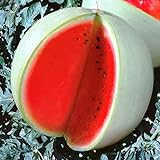 Photo Seeds4planting - Seeds Watermelon Snow White Giant Heirloom Fruits Non GMO, best price $6.94, bestseller 2024