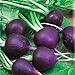 Seeds Radish Purple Rare 20 Days Vegetable for Planting Non GMO new 2024
