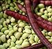 David's Garden Seeds Southern Pea (Cowpea) Pinkeye Top Pick 9786 (Purple) 100 Non-GMO, Open Pollinated Seeds new 2024