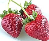 Photo zellajake Fresh Delicious Strawberries 400+ Seeds (Fragaria x ananassa), best price $7.99, bestseller 2024