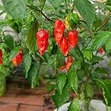 Photo Ghost Pepper Seeds for Planting, Bhut Jolokia, 25 Seeds, by TKE Farms & Gardens, Instructions Included, best price $3.99 ($0.16 / Count), bestseller 2024