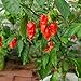 Ghost Pepper Seeds for Planting, Bhut Jolokia, 25 Seeds, by TKE Farms & Gardens, Instructions Included new 2024