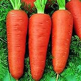 Foto Oce180anYLVUK Karottensamen, 30 Stück Beutel Karottensamen Prolifics Einfach Zu Pflanzen Gute Ernte Gartensämlinge Für Den Garten Karotte, bester Preis 2,23 €, Bestseller 2024