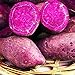 50 teile/beutel Süßkartoffel samen hohe Keimrate leicht zu wachsen hohe Überlebens fähigkeit, erfrischende lila Kartoffeln, leicht zu wachsen Garten gemüse samen Lila süße Kartoffelsamen Einhe neu 2023