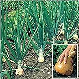 Photo Kelsae Sweet Giant Onions (Guinness Record) Seeds, best price $4.69, bestseller 2024