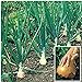 Kelsae Sweet Giant Onions (Guinness Record) Seeds new 2024