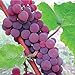 HeirloomSupplySuccess TM 25 Catawba Grape Seeds new 2024