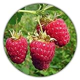 Foto Riesen Himbeere - Ca. 50 Samen - Rubus idaeus - Für Mehrjährige Pflanzen - Gesunde & Vitaminreiche Früchte, bester Preis 3,49 € (0,07 € / stück), Bestseller 2024