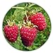 Riesen Himbeere - Ca. 50 Samen - Rubus idaeus - Für Mehrjährige Pflanzen - Gesunde & Vitaminreiche Früchte neu 2023