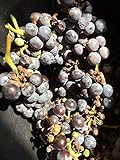 Foto 5 Semillas Vitis Lambrusca uva, mejor precio 17,40 €, éxito de ventas 2024