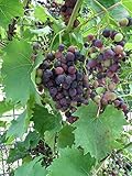 Photo Red Supply Solution Wine Grape 20 Seeds - Vitis Vinifera, Organic Fresh Seeds Non GMO, Indoor/Outdoor Seed Planting for Home Garden, best price $11.29 ($0.56 / Count), bestseller 2024